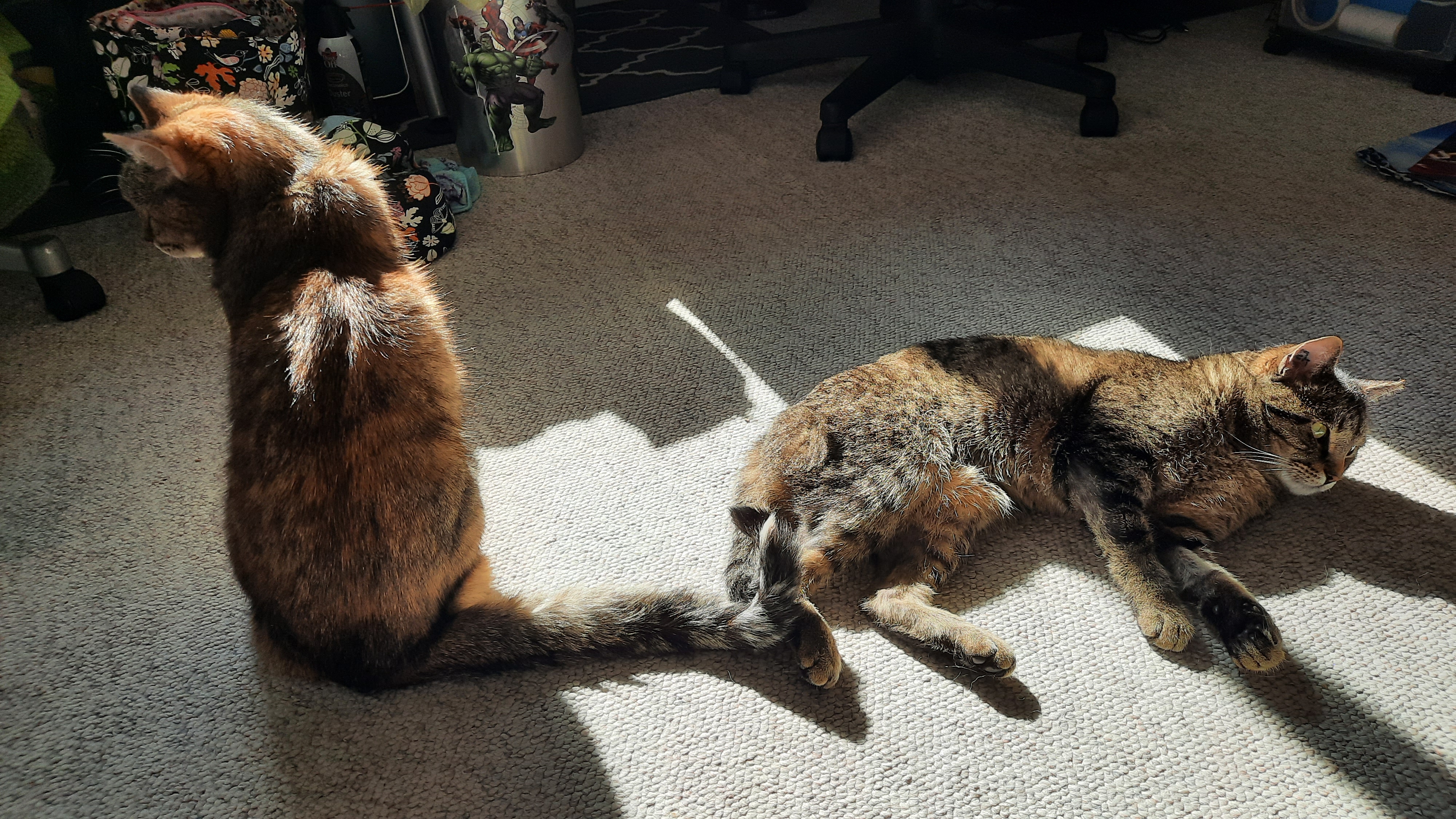 Two cats sitting in the sun. The one on the left is a mottled brown and orange, and the one on the left is a brown tabby. Behind the cat on the left a knitting bag is visible.