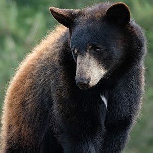 A photo of a very fluffy bear, black everywhere except his snout.