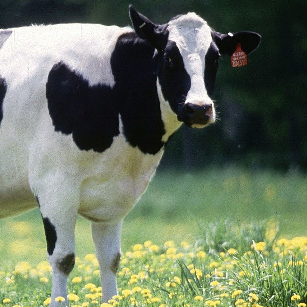 A photo of a heifer. She is white with large black splotches.