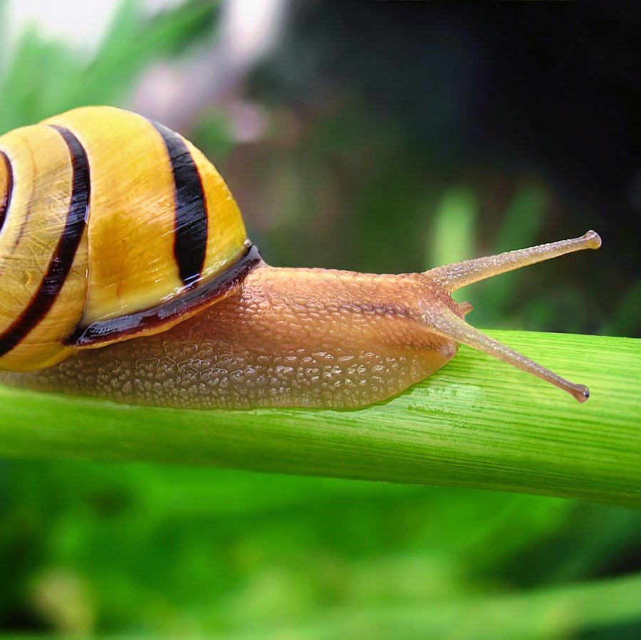 A close-up photo of a snail with a striped yellow and brown shell walking on a leaf or stem