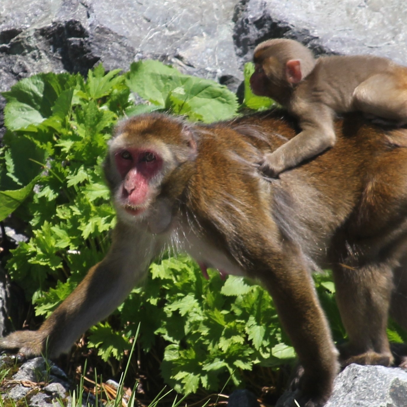 A photo of an adult macaque and her baby. The baby is on the mother's back as she walks on all fours. They are both gray with pink faces.