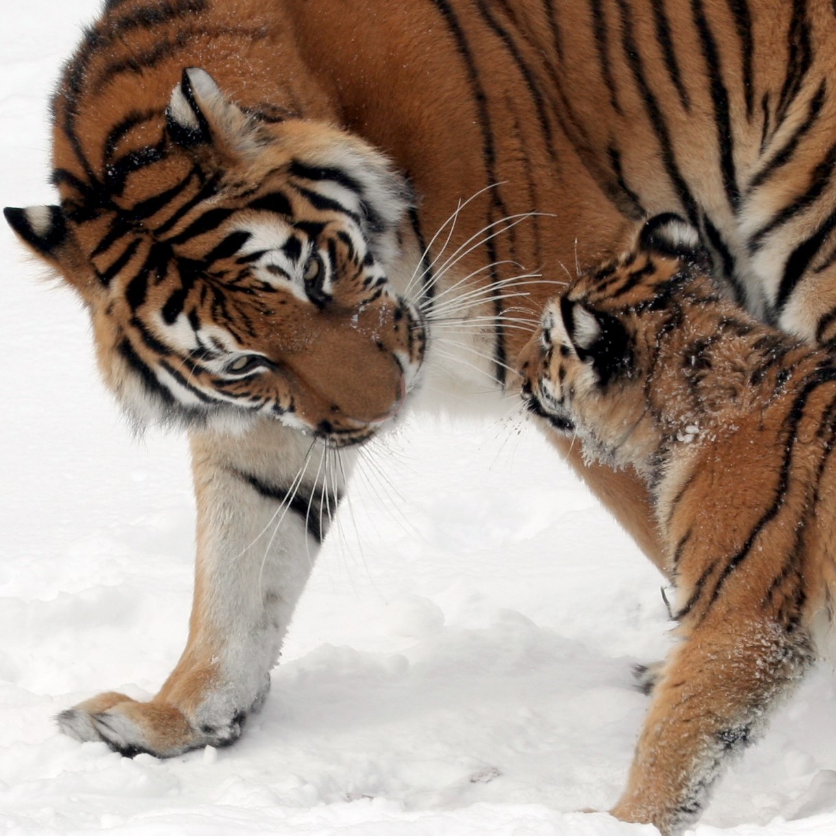 A photo of an orange adult tiger walking with its identical cub in the snow.